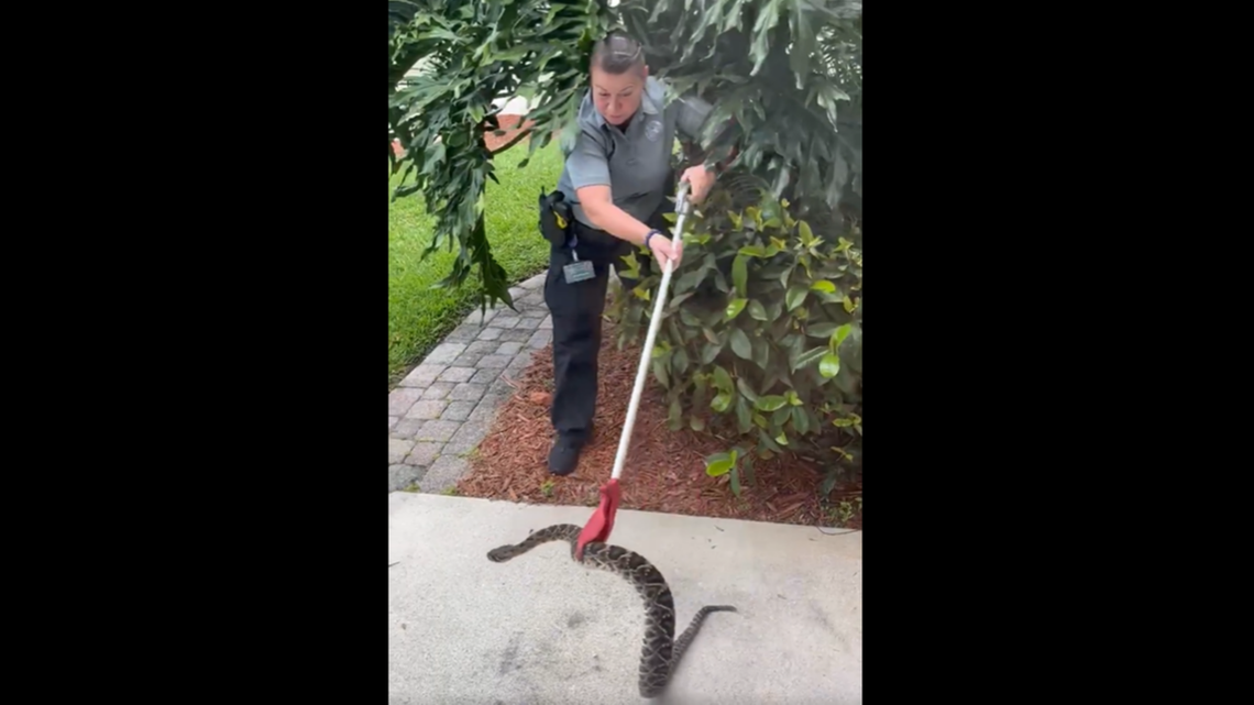 It happened this week to a homeowner in Martin County, Florida, and video shows the snake was perfectly poised to greet anyone stepping outside the front door. The home is in the Summerfield community, about 105 miles north of Miami.