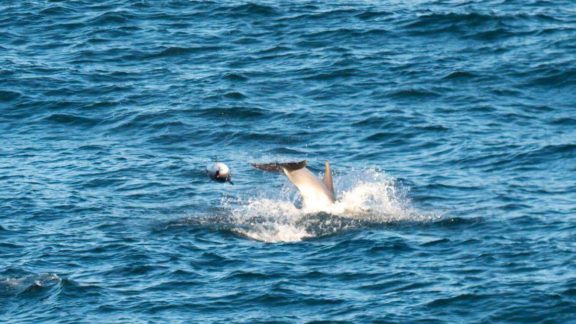 A group of ‘unlikely best friends’ was seen playing together off the coast of England, photos show and a wildlife organization said.