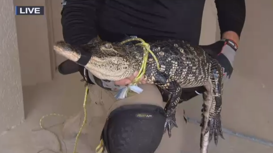 Ray The Trapper found this gator on the second floor of an apartment complex in Naples.