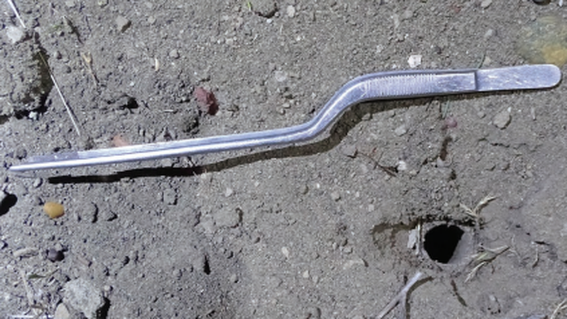 Female spiders were found at night burrowed in sand, researchers said.