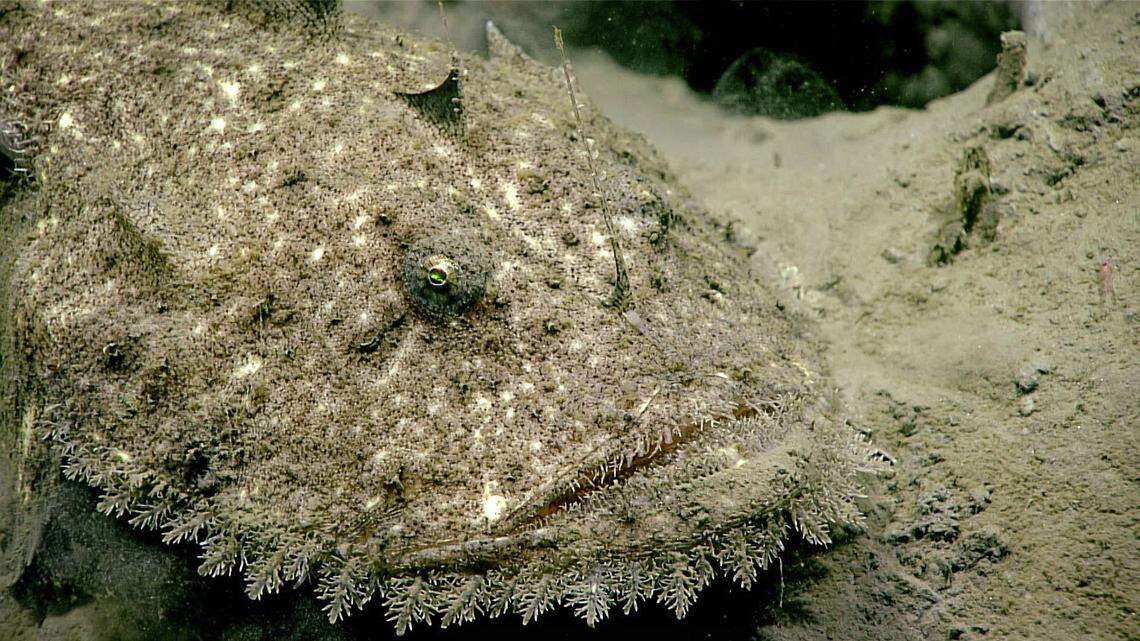 This monkfish was seen camouflaged against the seafloor at 2,825 feet by NOAA last year. Monkfish are found in the Northwest Atlantic Ocean from the Grand Banks south to Cape Hatteras, N.C.