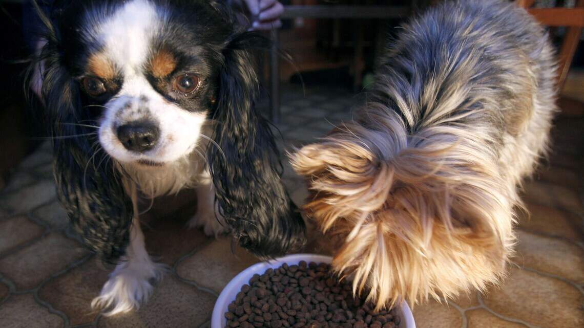 Is your pet feeding station making your dog or cat sick? Here's why experts are sounding the alarm