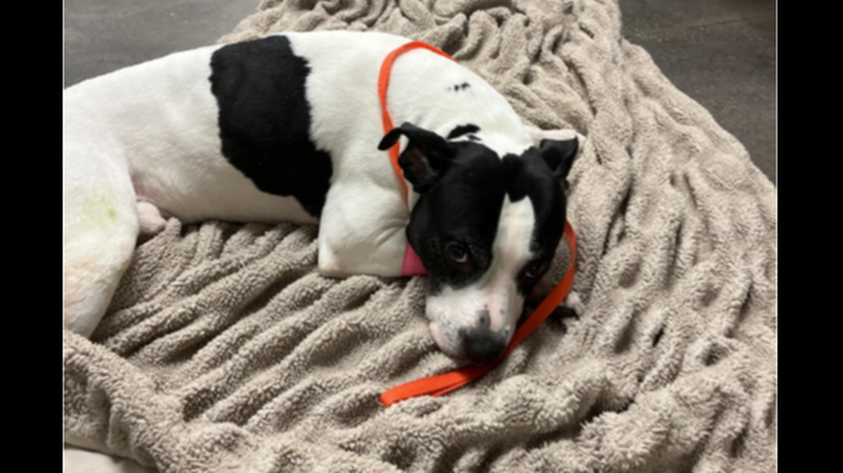 Sparta suffered serious injuries after being thrown off a second story balcony, the Pinellas County Sheriff’s Office says.