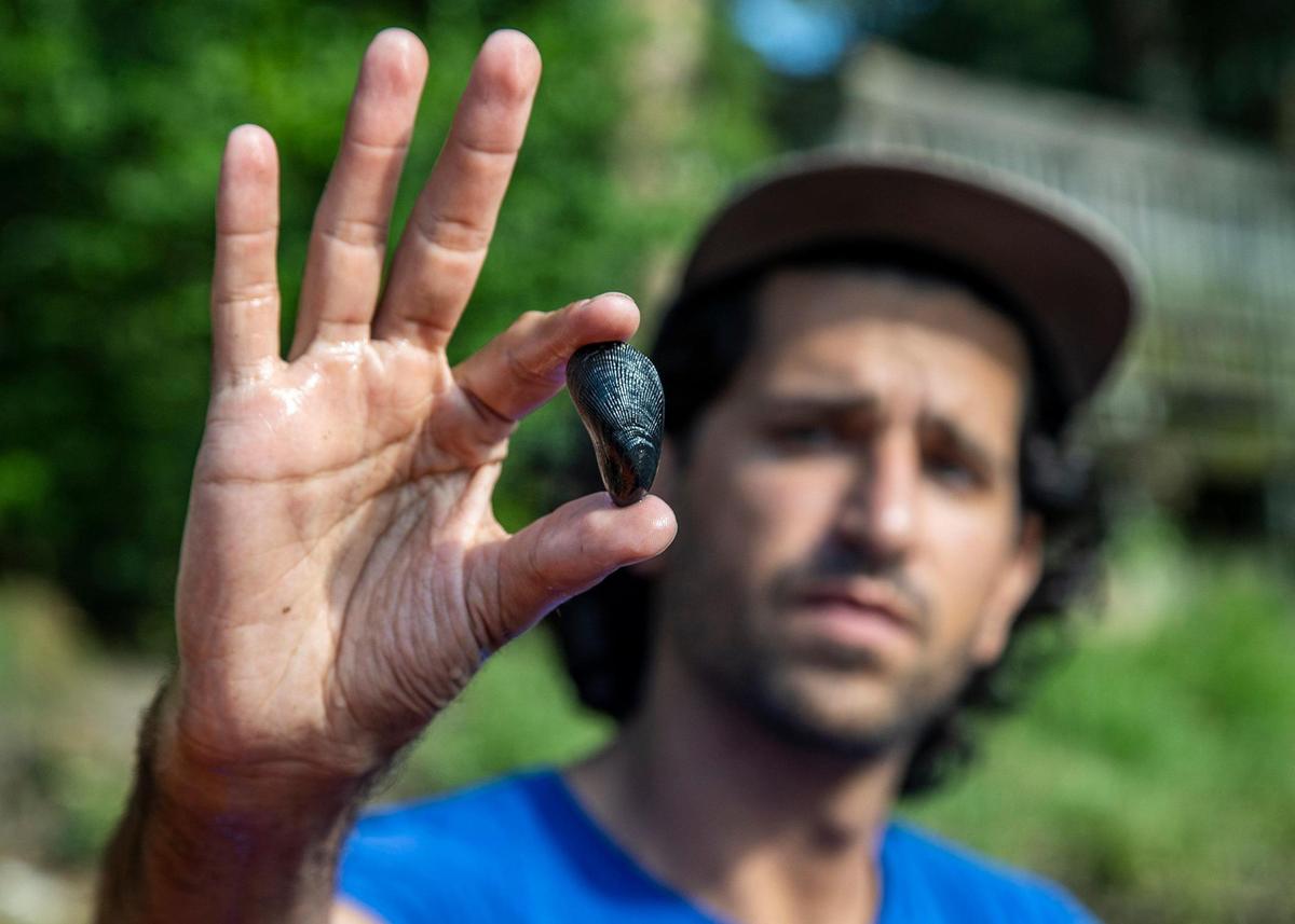 Alberto “Tico” Aran, Founder of the Watershed Action Lab, displays a Freshwater Mussel he found in a canal behind the Biltmore Hotel in Coral Gables. He is leading the Native Oyster Restoration Project to Biscayne Bay to improve the quality of the water entering Biscayne Bay as a tool to mitigate algal blooms on Friday October 8, 2021
