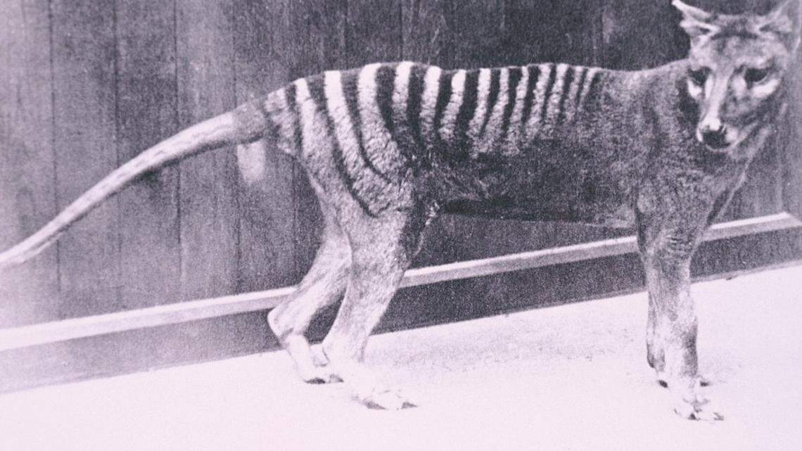 Texas de-extinction company, Colossal, and scientists at the University of Melbourne plan to bring the extinct Tasmanian tiger, or thylacine, back to life.
