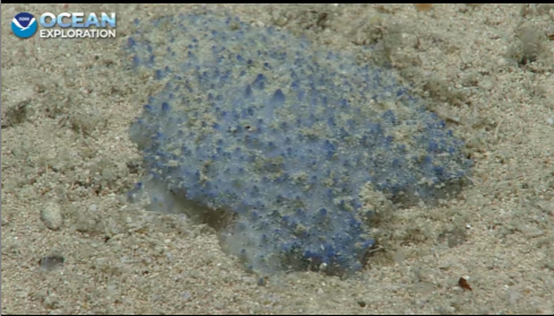 Another example of the “blue goo” creatures found by NOAA Ocean Exploration.