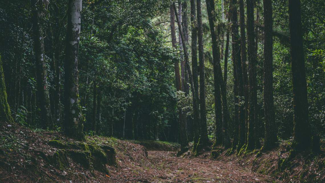 Researchers discovered two new colorful species in Brazil, according to a new study. This photo is representative of a forest in Brazil.