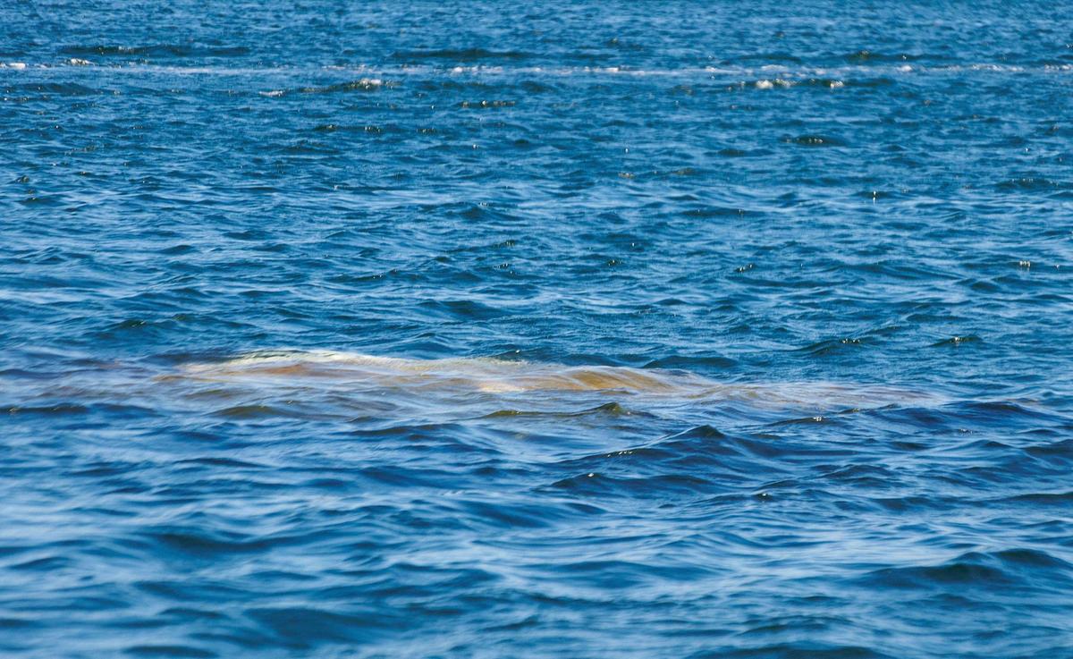 The silhouette of a sunken boat can be seen below the surface of the water in Watson Island Anchorage Tuesday, Oct. 17, 2023.