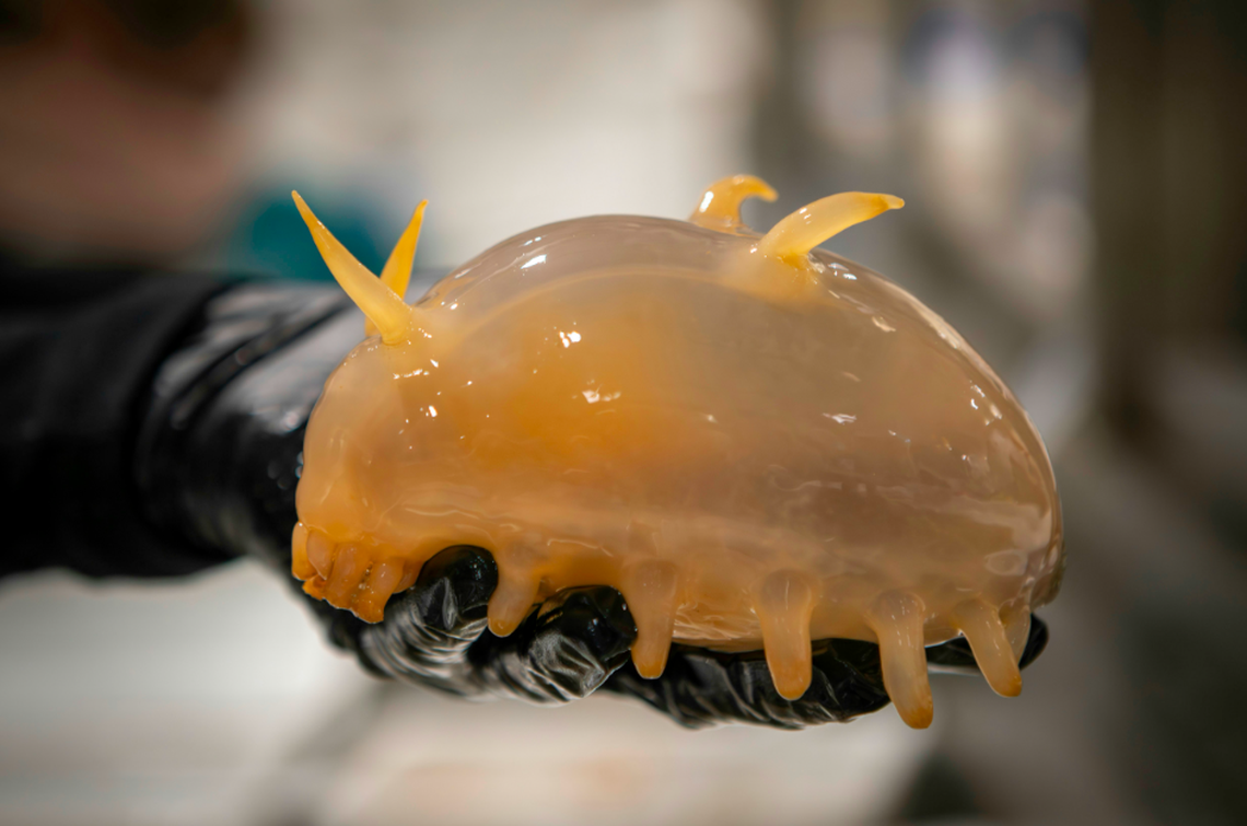 Sea pigs, a type of sea cucumber, were also collected off the Antarctic coast.