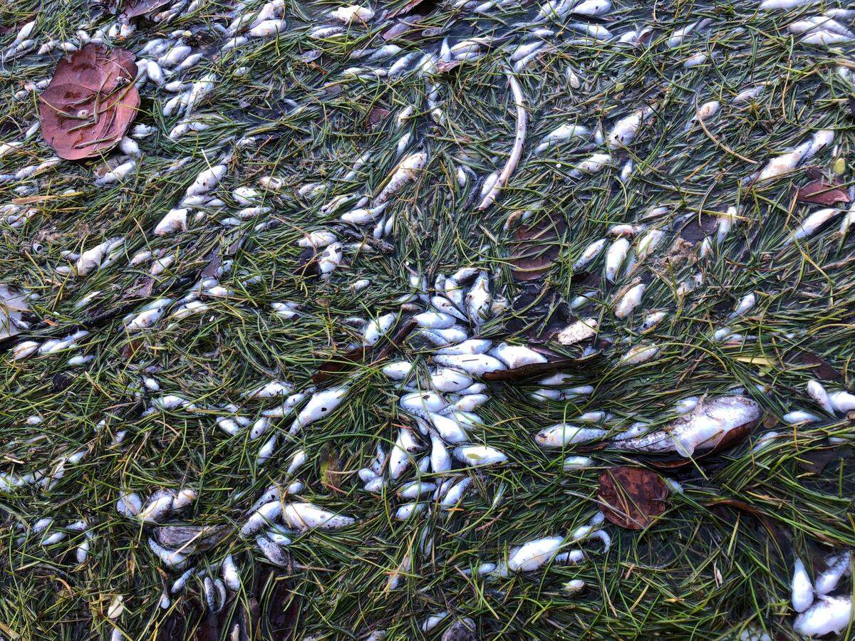 Morningside residents were concerned after observing thousands of dead fish in Biscayne Bay last month.