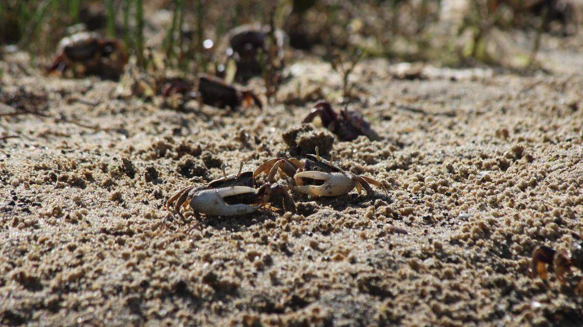 Fiddler crabs use their large claws to wave down females and didn’t take kindly to a robot newcomer in Portugal.