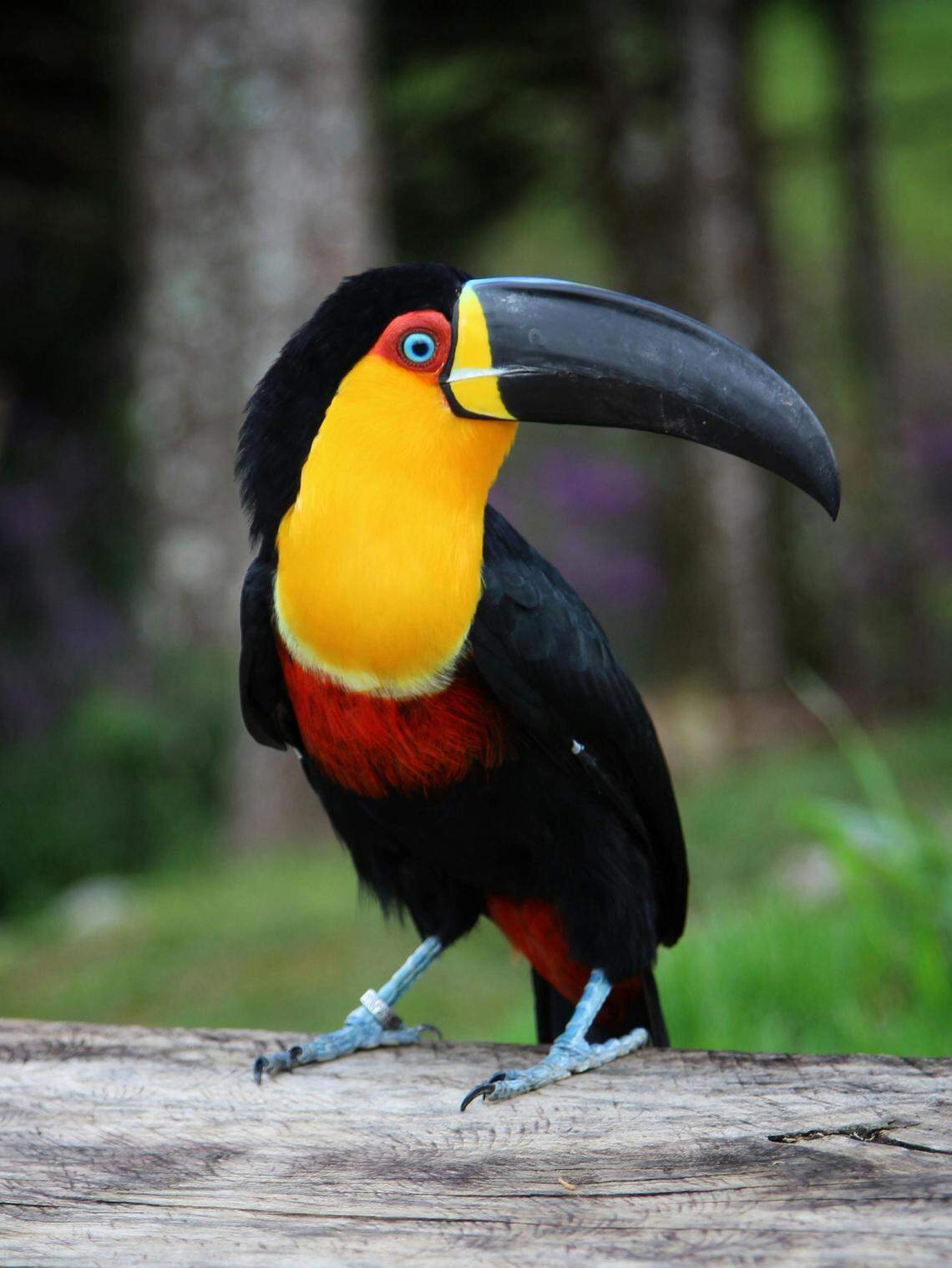 ariel toucan sitting on tree trunk