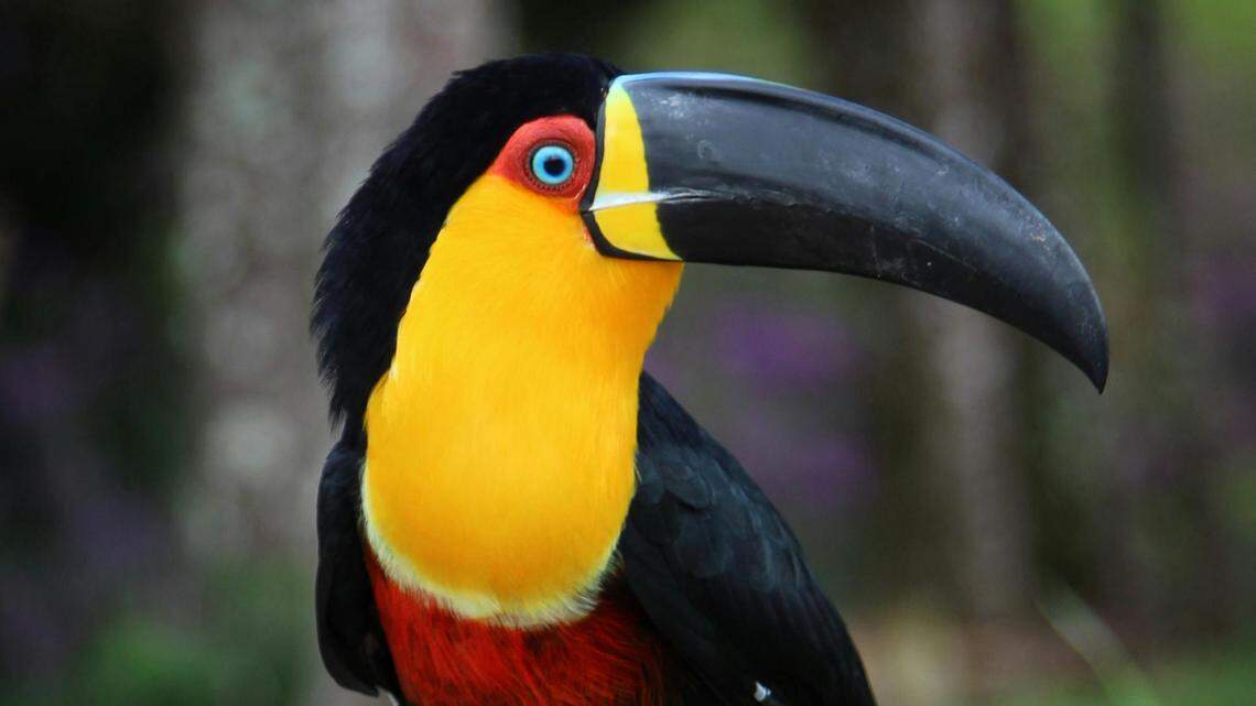 ariel toucan sitting on tree trunk