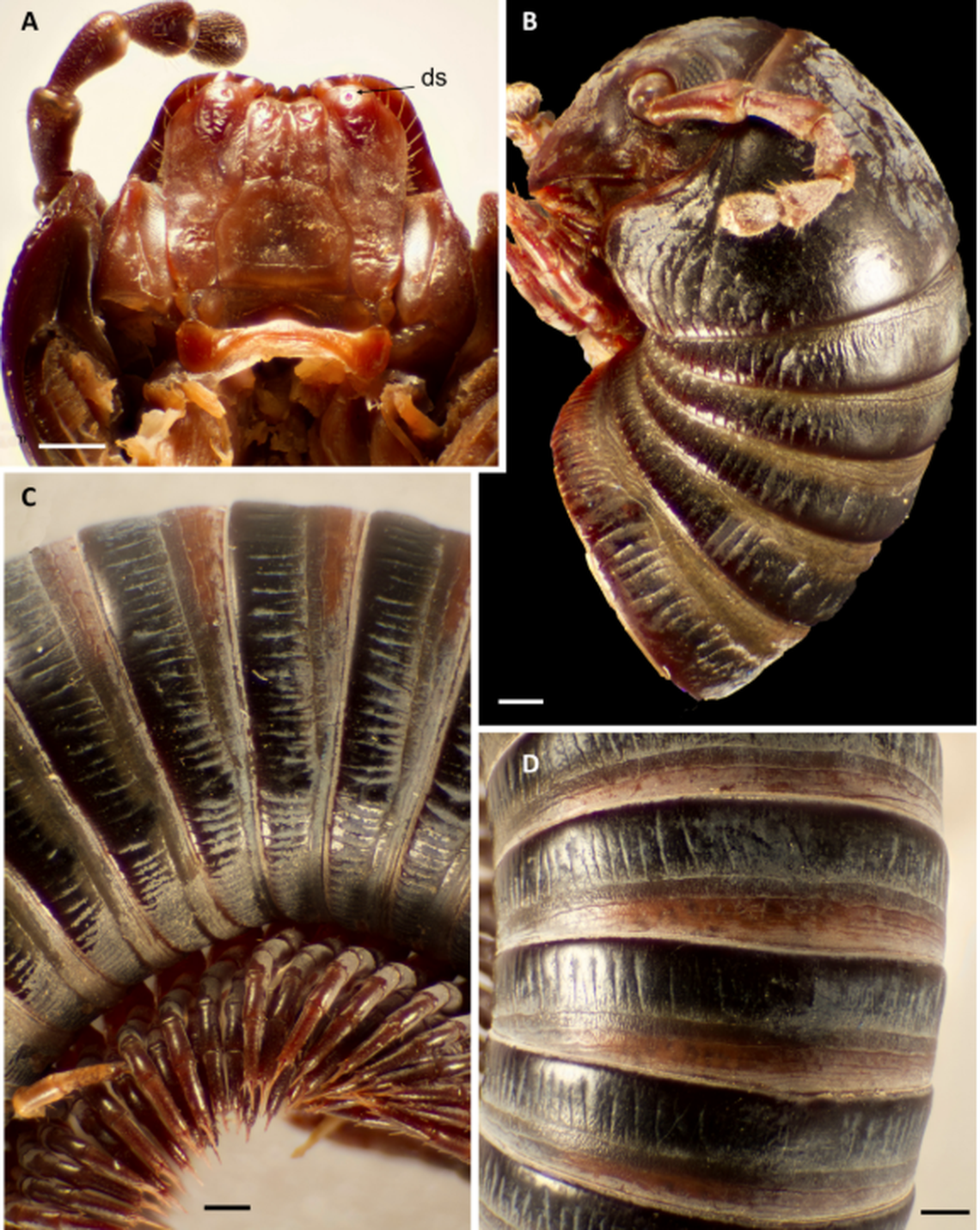 The millipede, part of the giant millipede genus, is actually smaller than its multilegged cousins and has fewer body rings.