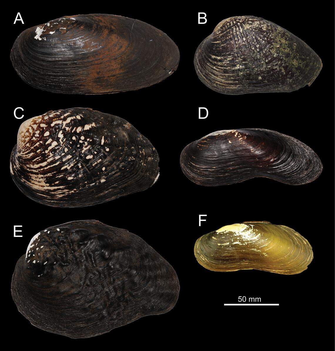 Specimen D is the newly discovered Chinese freshwater pearl mussel, and specimen F is Gibbosula laosensis, the related species it was misidentified as in 2022. The others are also related Gibbosula mussels, according to a study.