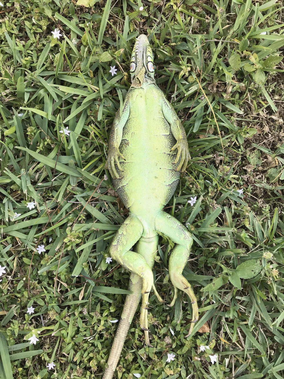 Las iguanas son de sangre fría y se vuelven letárgicas cuando las temperaturas caen por debajo de los 50 grados.