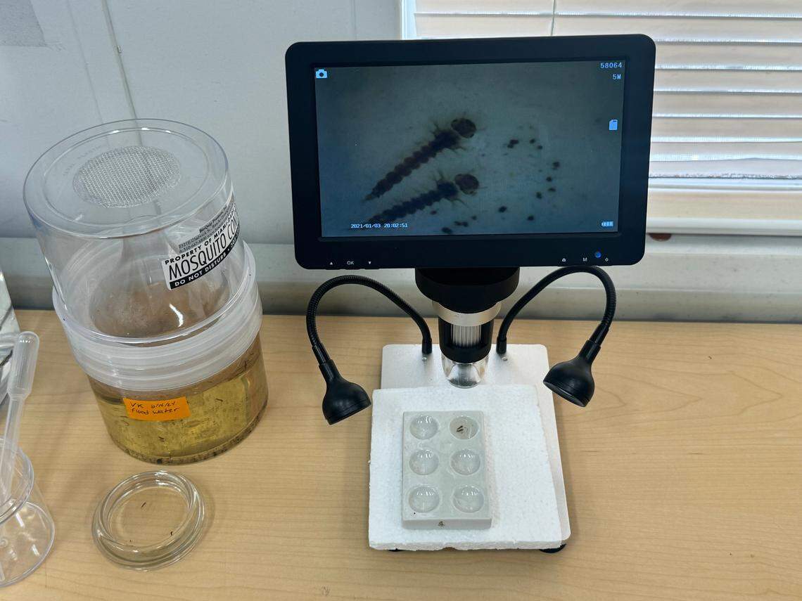 A magnified image of mosquito larvae at the Miami-Dade County Mosquito Control headquarters in Doral, FL.
