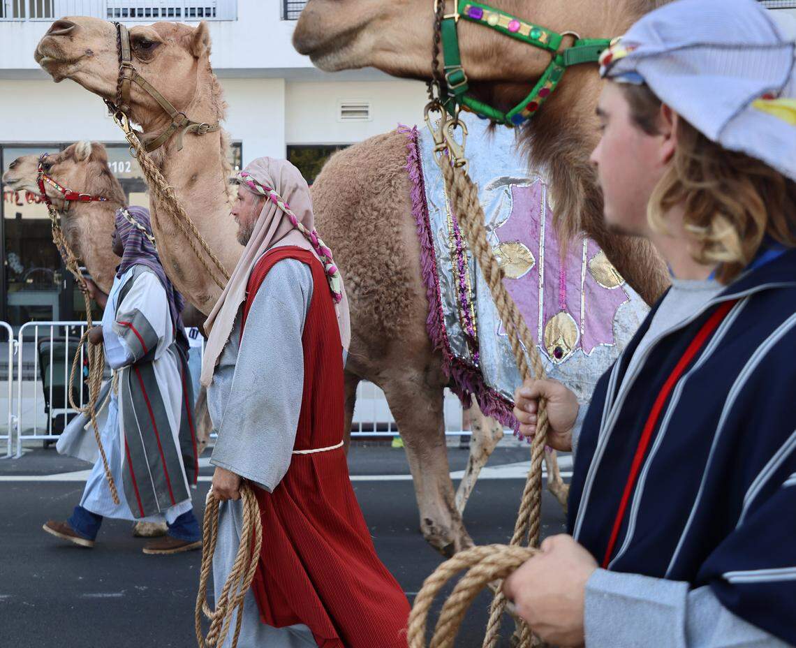 Three camels are lead eastbound on Calle Ocho by the three kings during the Miami's 50th Annual Three Kings Parade, also known as the "Desfile de los Reyes," a vibrant celebration that takes place honoring the Feast of the Epiphany, paraded on SW 8th Street from 27th to 17th Avenue, on Sunday, December 11, 2026, in Miami, Florida.  