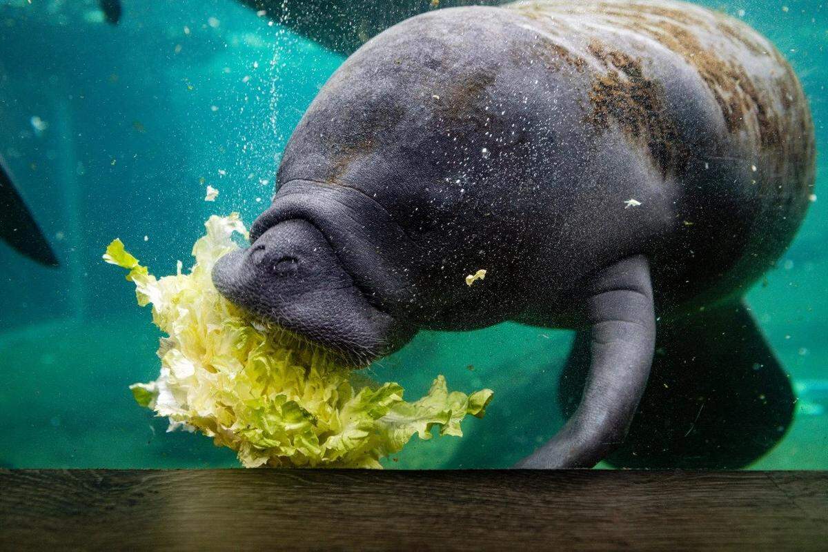 A manatee eats in a recovery pool at ZooTampa.