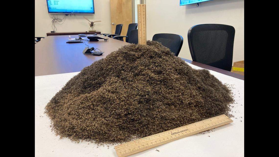 A mosquito control district in Lee County, Florida, posted a photo on Facebook of one million dead mosquitoes killed on Sanibel Island over the summer.