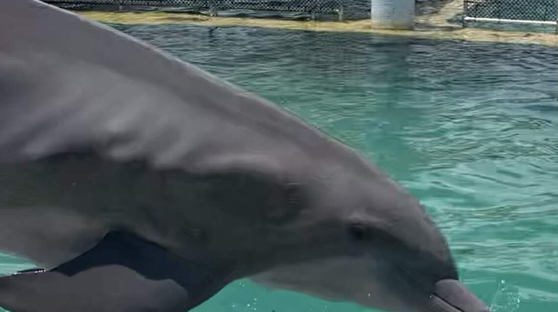 Seaquarium lease is up for county vote — but dolphin deaths, rotting fish not on agenda