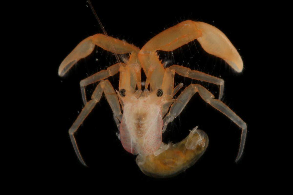 The new species was named after its spine-covered claw arms, researchers said.