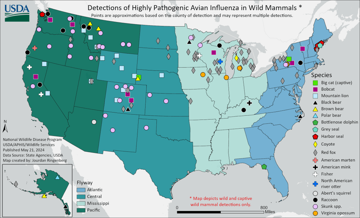 Bird flu is no longer just infecting wildbirds and poultry. Other animals in the U.S. have fallen ill with the disease, according to the USDA.