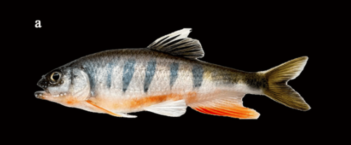 Males of the species have particularly bright red bellies during mating season, researchers said.