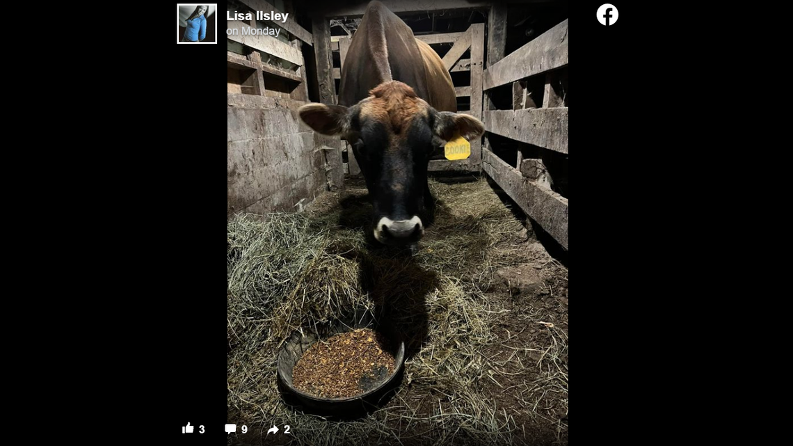 A dairy cow was shot and killed at a farm in New Hampshire. The cow’s owner believes a hunter is responsible.