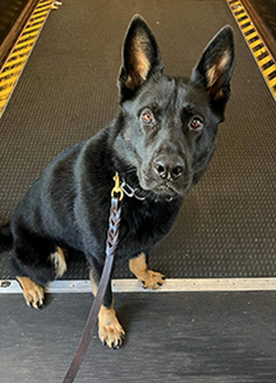 Fredo, a 2-year-old German Shepard, was working at the Philadelphia airport.