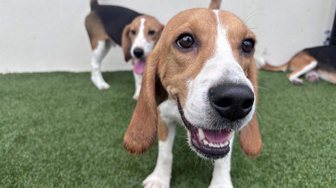 300-plus beagles get a second chance in South Fla. Now let’s stop abandoning pets | Opinion