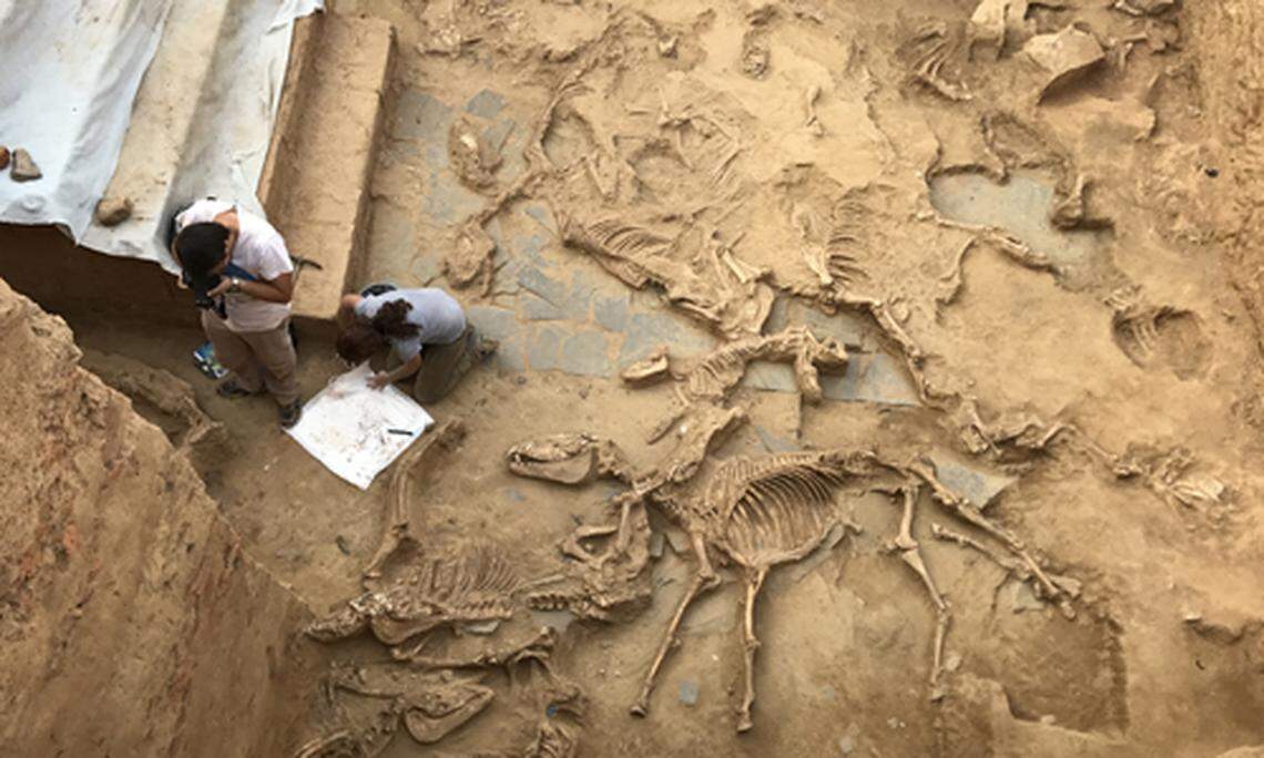 Some of the animal skeletons from the mass sacrifice.