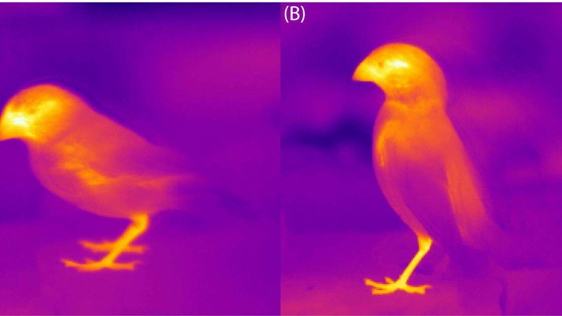 Some warm-blooded animals are shapeshifting and getting larger beaks, legs and ears to better regulate their body temperatures as the planet gets hotter, according to a new review of existing research.