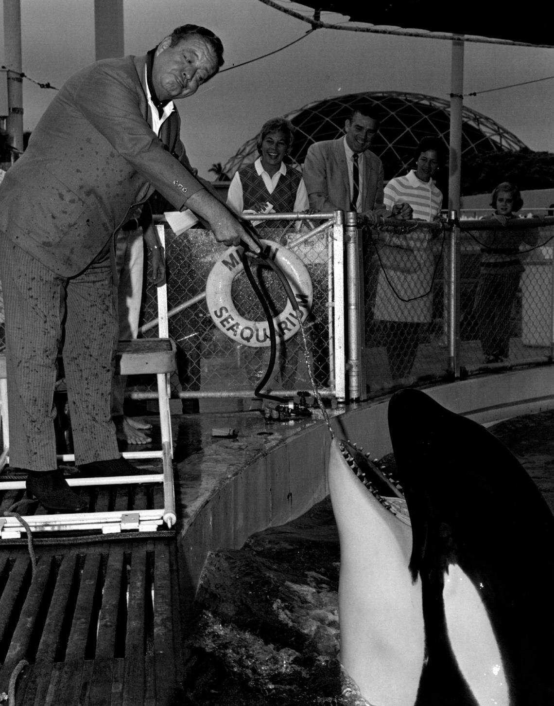 Comedian Jackie Gleason visits Hugo during the 10,000-pound killer whale's early days at the Miami Seaquarium.