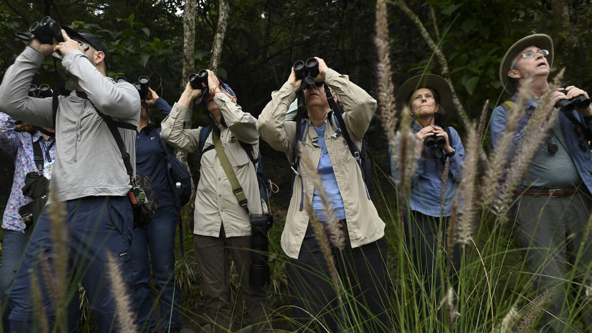 Birdwatchers use binoculars as they look for birds during the Colombian Bird Fair in Cali, Colombia, on February 13, 2026.