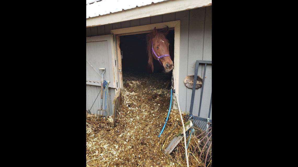 Two horses had to be dug out of piles of manure in their stall in Ludlow, Massachusetts, the MSPCA said.