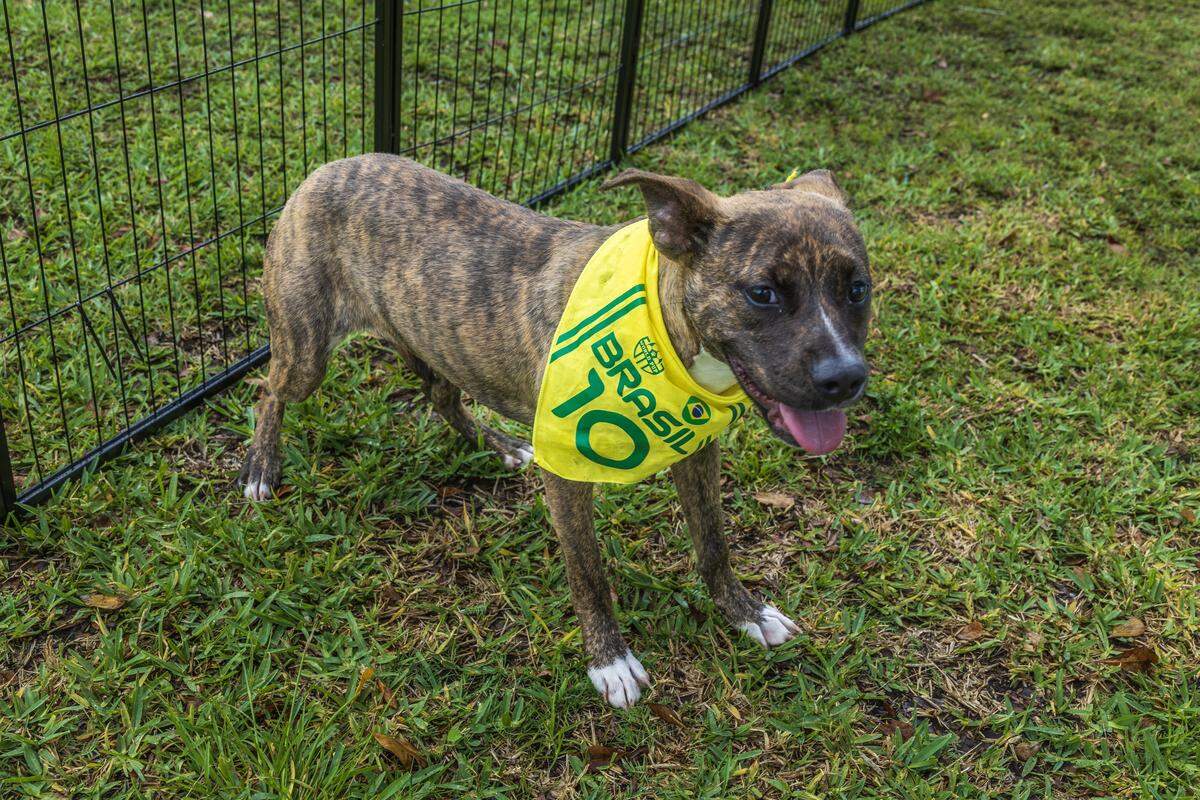 Kuja a Terrier mix reprinting Brazil and up for adoption by the Miami Dade Animal Services, plays around, during the “World Pup” for Miami's dogs and soccer fans, Inspired by the Super Bowl's Puppy Bowl and just in time for Miami's 2026 Soccer World Cup matches, hosted by Miami-Dade County & Debris Free Oceans, at Haulover Park, in Miami Beach, on Saturday, May 30, 2026.