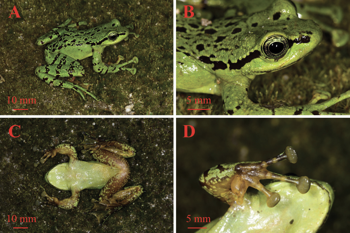 The frog has enlarged forearms and large toe pads.
