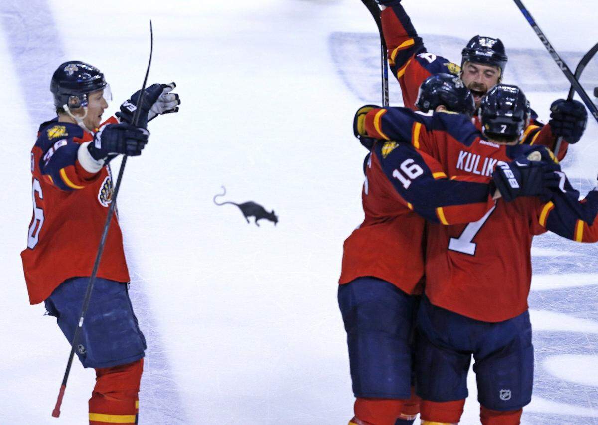 A rat flies onto the ice as the Florida Panthers celebrate their third goal by Dmitry Kulikov 7, in the third period as they defeat the New York Islanders in round 1, game 2 of the 2016 NHL Stanley Cup Playoffs at the BB&T Center in Sunrise, Florida, April 15, 2016.