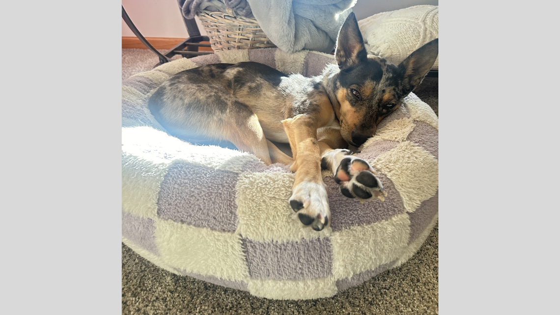 My dog absolutely loves this adorable and affordable Lesure donut pet bed, and yours will too
