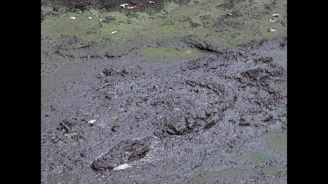 Bird Rookery Swamp Trail near Naples brought hikers within 10 feet of the alligator, and many missed seeing it, Alison Joslyn says. Her photos have rattled people on social media.