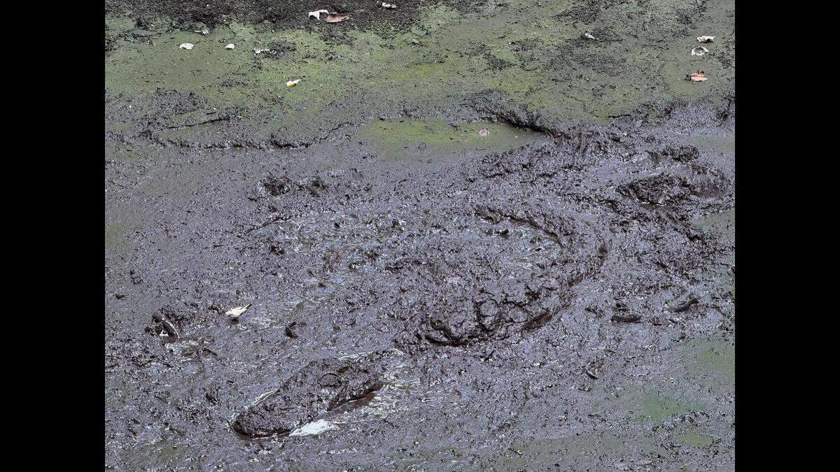 Bird Rookery Swamp Trail near Naples brought hikers within 10 feet of the alligator, and many missed seeing it, Alison Joslyn says. Her photos have rattled people on social media.