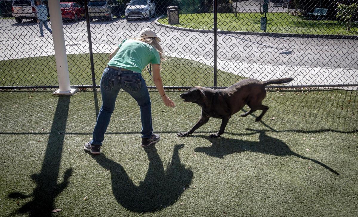 Miami, Florida, 23 de noviembre de 2021 – Marcela García Bonini, una voluntaria, juega con Rocco, una mezcla de labrador, en el área de ejercicio en el refugio de animales de Miami-Dade.
