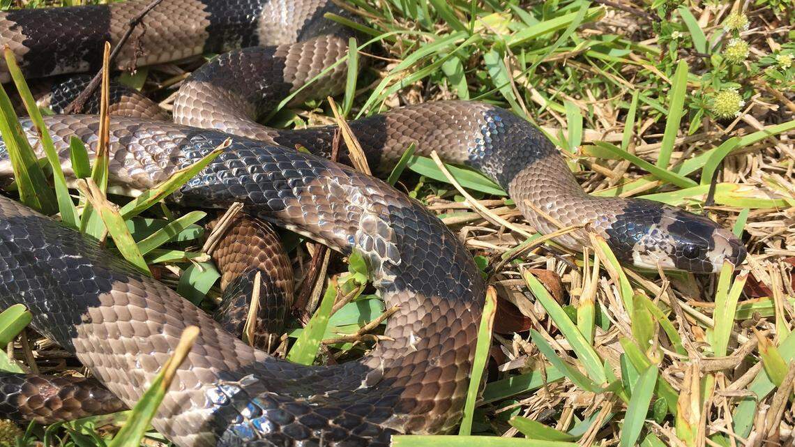 A nonnative Central American milk snake (Lampropeltis abnorma) that was removed from Mahogany Hammock Trail in Everglades National Park by USGS scientists this week. The snake is thought to be a released pet.