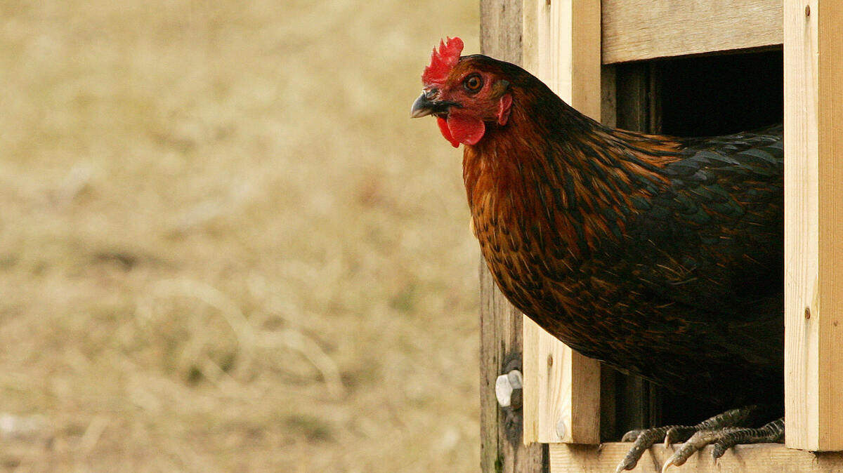 backyard chickens how to build a chicken coop