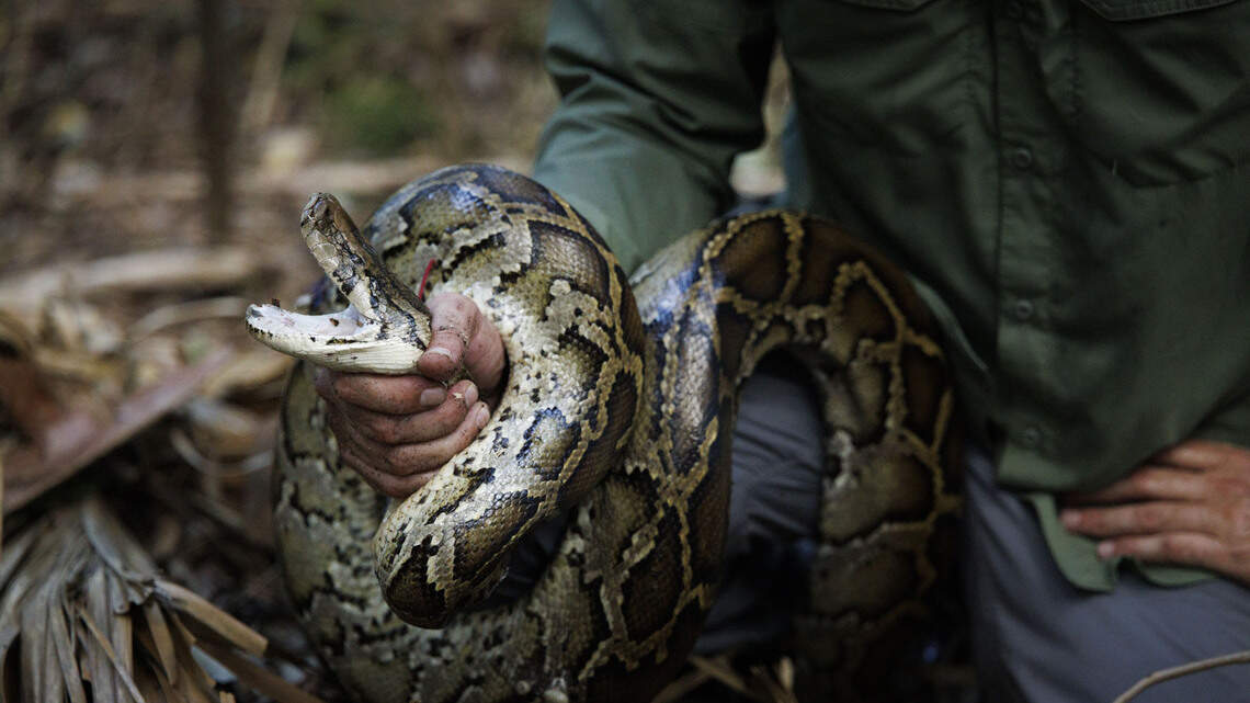 On the prowl for invasive pythons, researchers are interrupting snake orgies