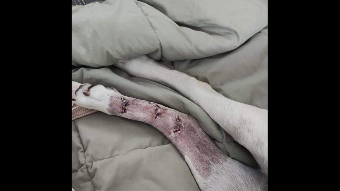 The dog suffered three deep cuts and a hairline fraction when struck by the boat’s propeller, officials said.