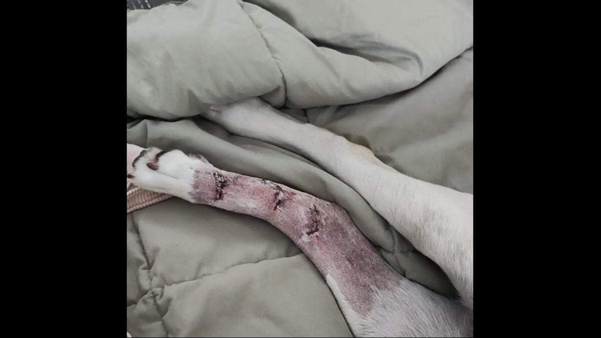 The dog suffered three deep cuts and a hairline fraction when struck by the boat’s propeller, officials said.