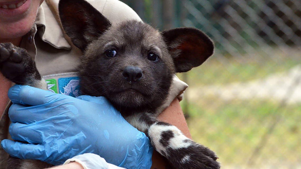 There is something in the air at Zoo Miami. Welcome the newest set of furry pups