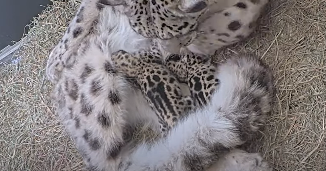 Snow leopards are very elusive and spend most of their life in solitude in the mountains of central Asia.